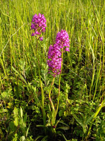 Anacamptis pyramidalis